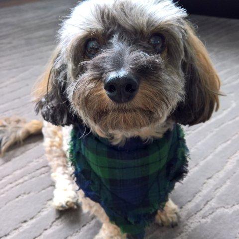 Blue/Green Flannel - Scarf