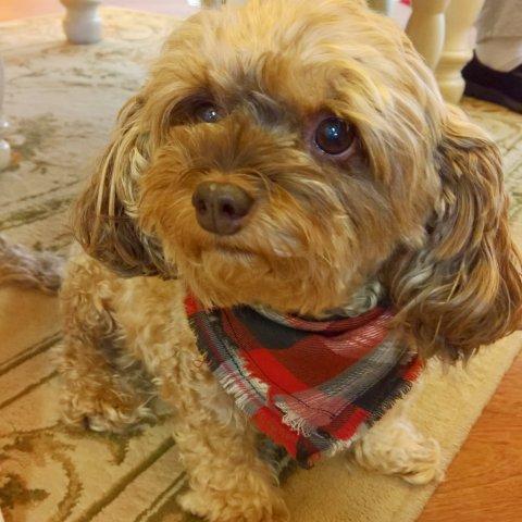 Red/Gray Flannel - Scarf